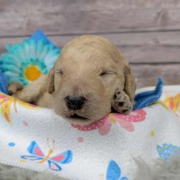 Hibiscus - Cream male Poodle puppy in Mongomery, Texas from Celestial Jewels Poodles