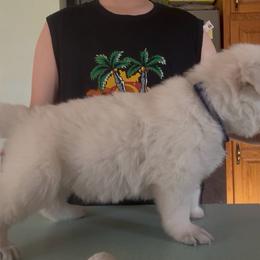 Aronite Atomic Chaos AndeliVjecnosti 'Atom' Blue Boy - White male Berger Blanc Suisse puppy in Wisconsin from Andeli vjecnosti