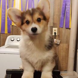 Hunter - Black and tan male Pembroke Welsh Corgi puppy in Dunbar, Nebraska from Vintage Corgis