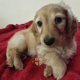 Ron - AKC PET ONLY - Red male Dachshund puppy in Miami, Florida from Haus Ernand Dachshunds