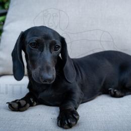 Onyx - Black female Dachshund puppy in Temecula, California from Naomi Magee's Dachshund Kennel