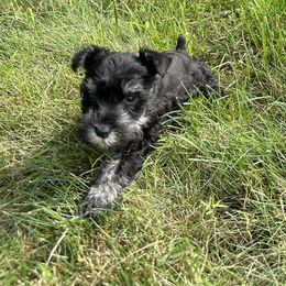 Boxer and Miniature Schnauzer Puppies from Cindy Williams