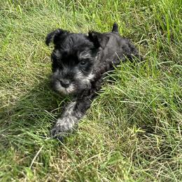 Boxer and Miniature Schnauzer Puppies from Cindy Williams
