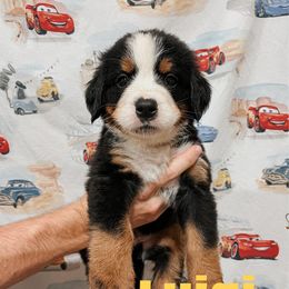 Luigi - Black rust and white male Bernese Mountain Dog puppy in Box Elder, South Dakota from Pleasant Lake Bernedoodles & BMDs