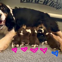 Boy 1 - Liver and white male English Springer Spaniel puppy in Scio, Oregon from Starlet Springers