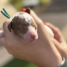 Goldendoodle Puppies from Ashlee Shelley