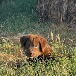 Sugar Bear - Red tri female Miniature Australian Shepherd puppy in Godley, Texas from Bradley Kennels