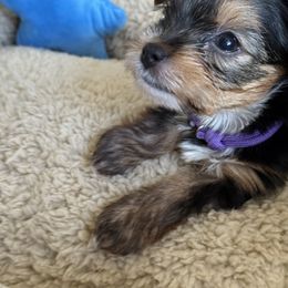 Biewer Terrier, Cavapoo, Cockapoo, Goldendoodle, Poodle, and Yorkshire Terrier Puppies from Pucci Pawfect