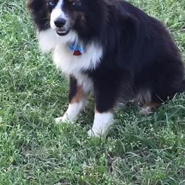 Rocket - Toy Australian Shepherd