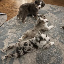 Miniature Australian Shepherd Puppies from Highland Hills Mini Aussies