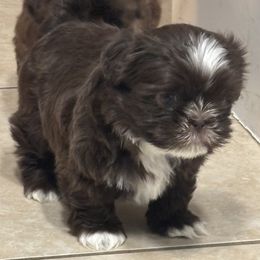 Shih Tzu Puppies from Staci Paysinger