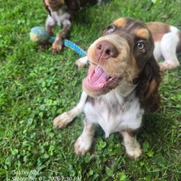 Ann WilsonGirl 2 - Liver and white female English Springer Spaniel puppy in Saginaw, Michigan from Kemerer Springers