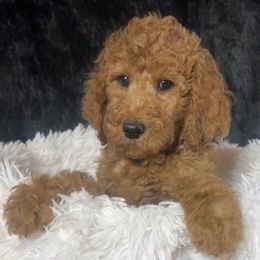Boy 6 - Doc - Red  male Poodle puppy in Bowling Green, Kentucky from Ritzy Red Poodles