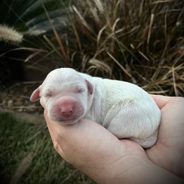 Goldendoodle and Golden Retriever Puppies from SSC Golden Retreivers