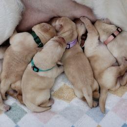 Labrador Retriever Puppies from Pride Rock Labradors