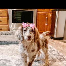 Goldendoodle and Poodle Puppies from Florida Coast Golden Doodles