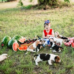 Basset Hound Puppies from Greene Acres Bassets