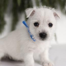 Yoshi - White male West Highland White Terrier puppy in Mount Joy, Pennsylvania from K&M Kennel