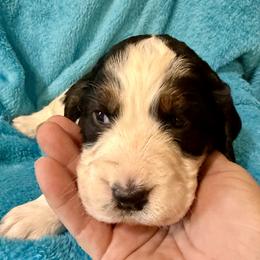 July - Black white and tan male English Springer Spaniel puppy in Madison, Indiana from McCollough's Pawsome Spaniels and Danny's Delightful Dachshunds