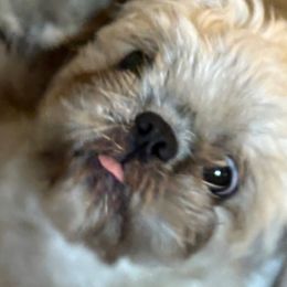 Shih Tzu Puppies from Shih-tzu Dynasty