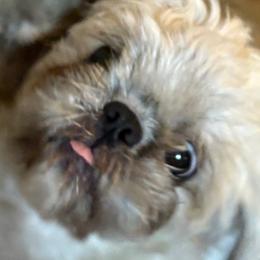 Shih Tzu Puppies from Shih-tzu Dynasty