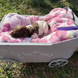 Purple - Liver and white female German Shorthaired Pointer puppy in Union Hall, Virginia from Rustic Creek Farms