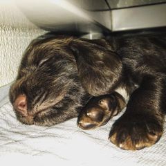 Field Spaniel Puppies from Killara Field Spaniels