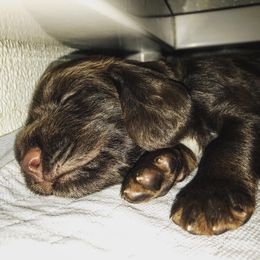 Field Spaniel Puppies from Killara Field Spaniels