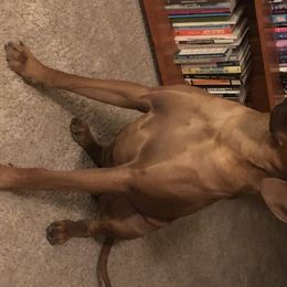 Rhodesian Ridgeback All Grown Up from Zambezi Rhodesian Ridgebacks
