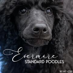 Poodle Puppies from Evermore Standard Poodles
