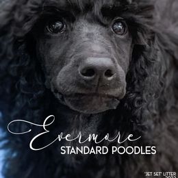 Poodle Puppies from Evermore Standard Poodles