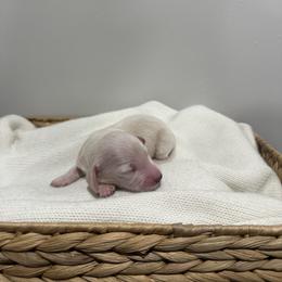 Mason - Cream male Dachshund puppy in Modesto, California from Raws Doxies