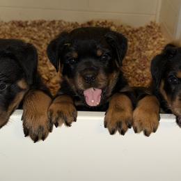 Rottweiler Puppies from Concrete Kennels