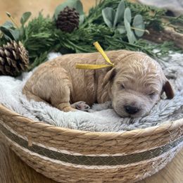 Eggnog (Yellow Collar) - Apricot male Goldendoodle puppy in Bay City, Texas from Charming Doods