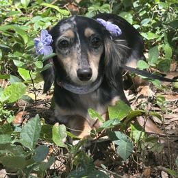 Rosie - Dapple female Dachshund puppy in Lakeland, Florida from Elite Doxies Florida