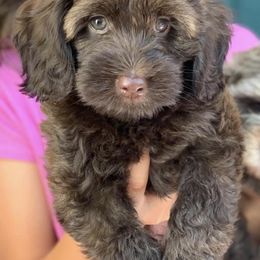 Australian Labradoodles from Golden Gate Australian Labradoodles