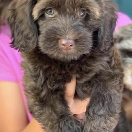 Australian Labradoodles from Golden Gate Australian Labradoodles