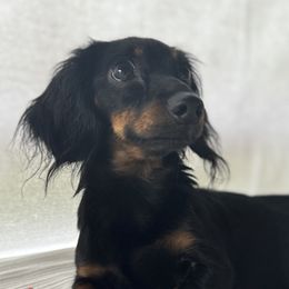 Jaxson - Dachshund