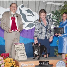 French Bulldog and Mastiff All Grown Up from Divine Mastiffs Ashlan French Bulldogs