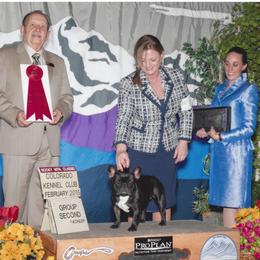 French Bulldog and Mastiff All Grown Up from Divine Mastiffs Ashlan French Bulldogs