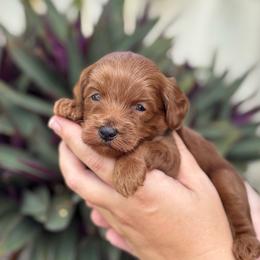Buzz - Red  male Goldendoodle puppy in Wharton, Texas from Little Fur Friends