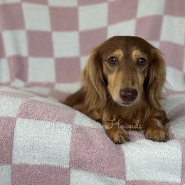 Freddie - Dachshund
