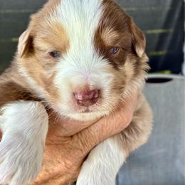 Rupert - Red merle male Miniature American Shepherd puppy in Oak Hill, West Virginia from New River Gorgeous Puppies