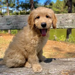 Green Girl AKA - Maggie - Cream female Goldendoodle puppy in Thomasville, Georgia from South Georgia Golden Doodle Ranch LLC