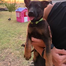 Green Collar - Sable female German Shepherd puppy in Cleburne, Texas from vom großen Staat