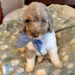 Cornbread - Caramel cream male Labradoodle puppy in Greensboro, Georgia from B’s Doodles