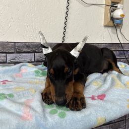Boy 1 (black collar) - Red and rust male Doberman Pinscher puppy in Elgin, Texas from New Horizons Kennels