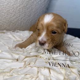 Vienna - Apricot male Maltipoo puppy in Weatherford, Texas from Aprishew Maltipoo