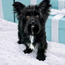 Georgia - Yorkshire Terrier