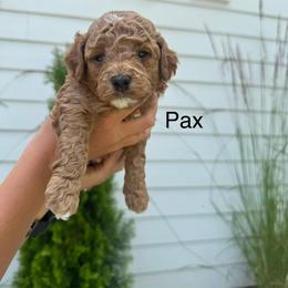 Poodle Puppies from Sarah Lobbestael